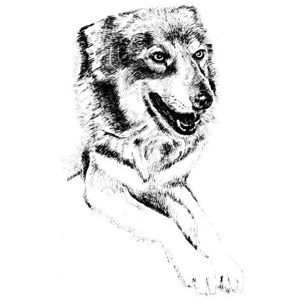Desenho - Companheiro - Quadro decorativo - Cachorro