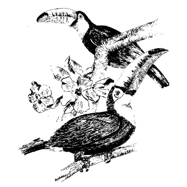 Desenho - Tucanos - Quadro decorativo