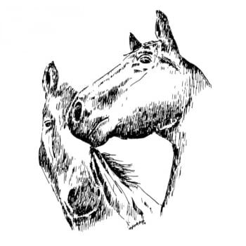 Desenho - Namoro - Quadro decorativo - Cavalos